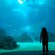 A child stands looking at sea life through the glass of a massive aquarium
